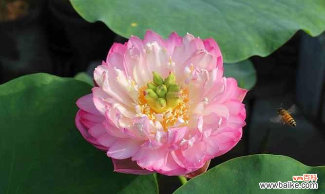 探寻莲子的文化内涵及象征意义 莲子的象征与寓意