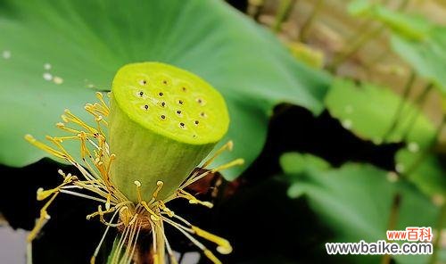 探寻莲蓬的深层内涵 莲蓬的象征意义及寓意