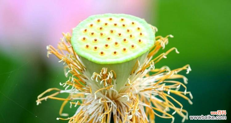 揭示莲蓬的深层内涵与文化意义 莲蓬的象征意义与寓意