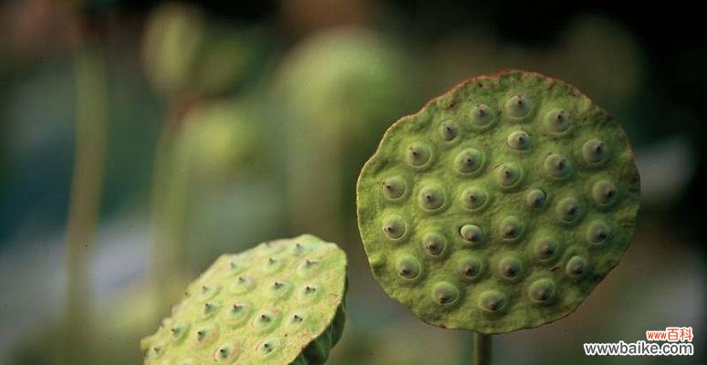 揭示莲蓬的深层内涵与文化意义 莲蓬的象征意义与寓意