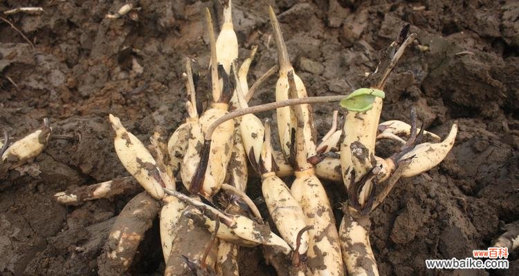 探寻莲藕的深层寓意和文化传承 莲藕的象征意义与故事