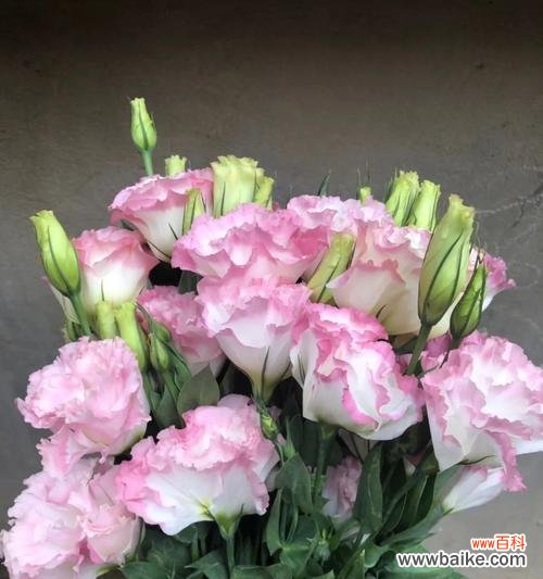 以琉璃翠花作为寄托情感的象征 琉璃翠的花语