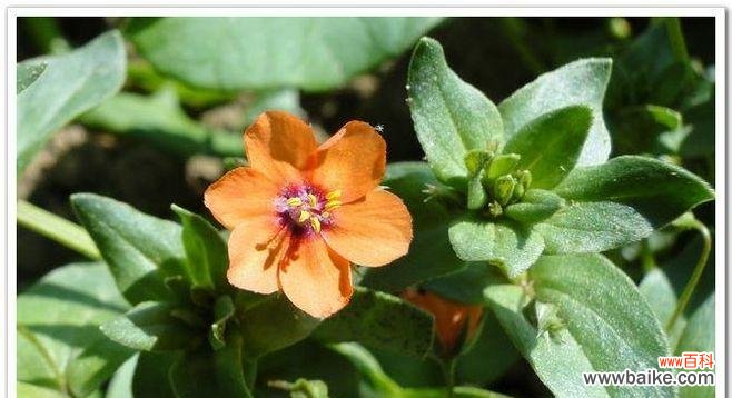 以琉璃翠花作为寄托情感的象征 琉璃翠的花语