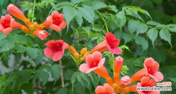 一朵富有内涵的花卉艺术品 凌霄花的象征意义与美学价值