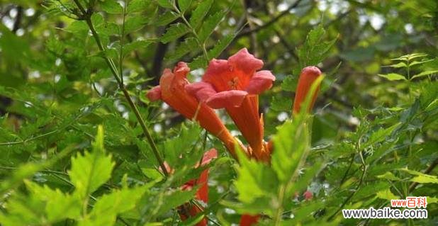 一朵富有内涵的花卉艺术品 凌霄花的象征意义与美学价值