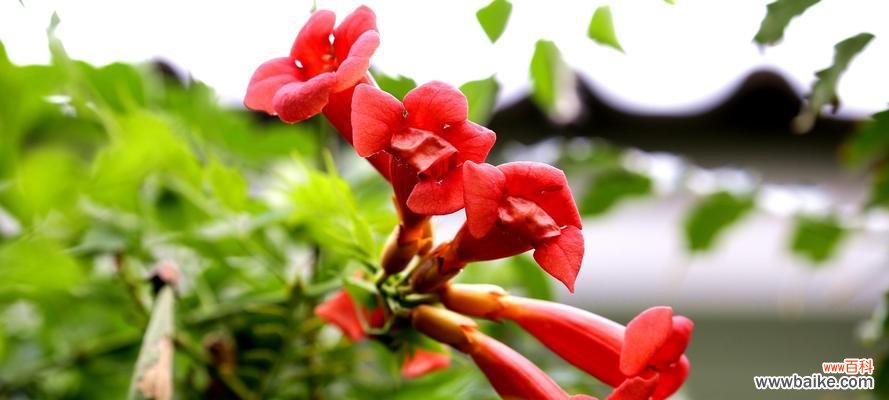 一朵富有内涵的花卉艺术品 凌霄花的象征意义与美学价值