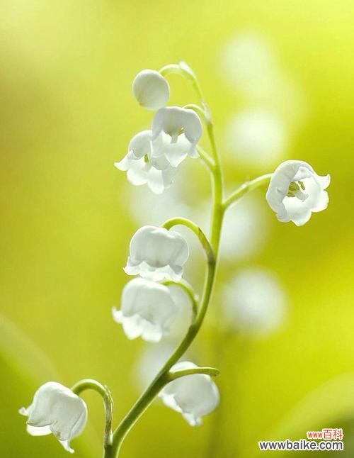 铃兰花语的传承与意义 铃兰花语