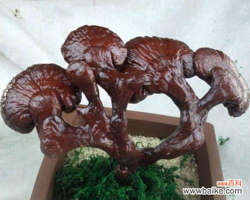 探索灵芝的神秘力量 灵芝的象征意义及其代表的寓意