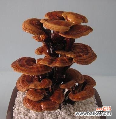 探索灵芝的神秘力量 灵芝的象征意义及其代表的寓意