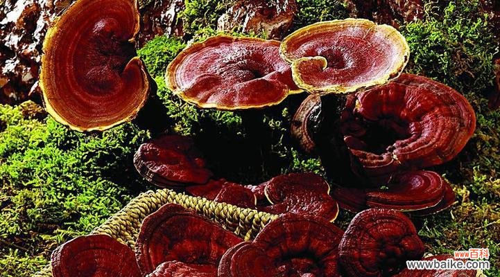 探索灵芝的神秘力量 灵芝的象征意义及其代表的寓意