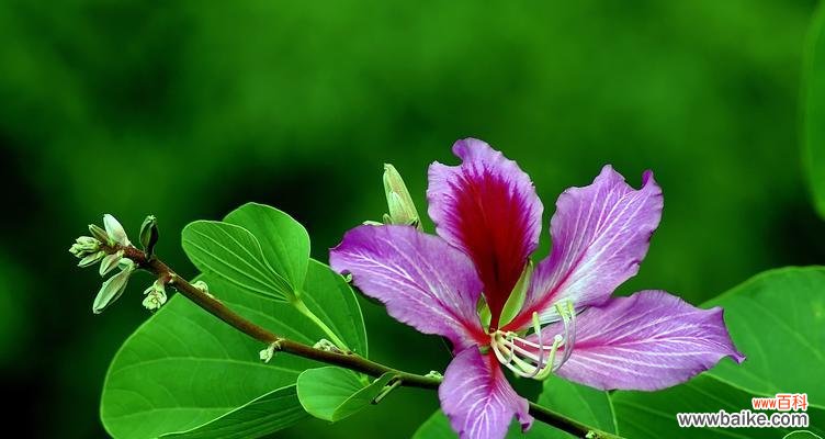 洋紫荆花的文化内涵与艺术价值 柳州市花洋紫荆的象征与寓意