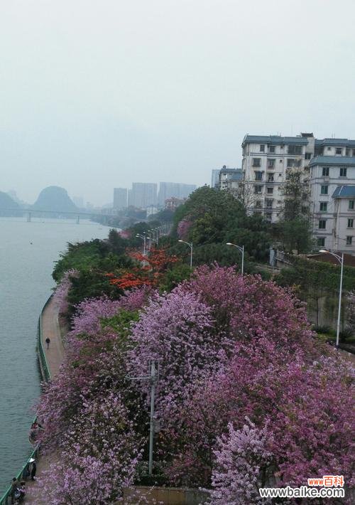 洋紫荆花的文化内涵与艺术价值 柳州市花洋紫荆的象征与寓意