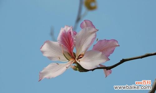 洋紫荆花的文化内涵与艺术价值 柳州市花洋紫荆的象征与寓意