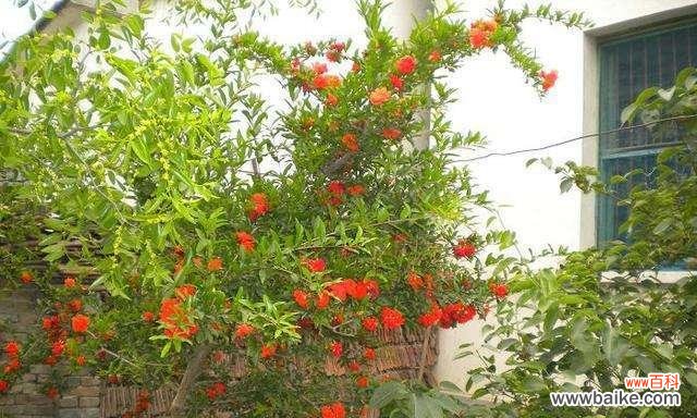 揭秘柳树开花的风水与福运 柳树开花的风水寓意及其象征意义