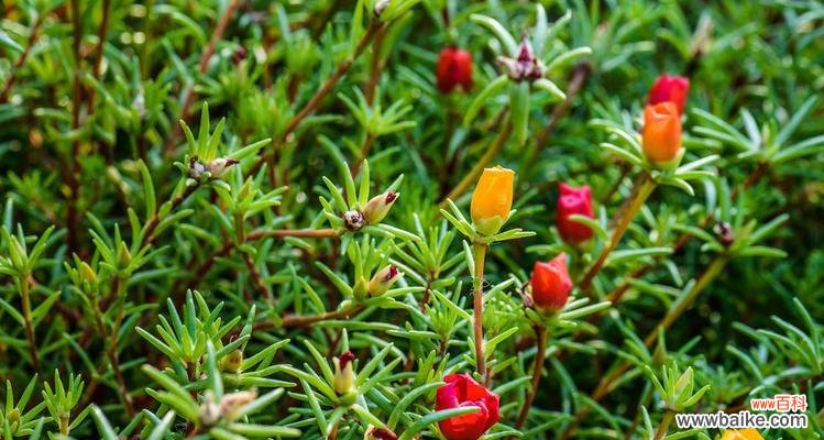 揭秘柳树开花的风水与福运 柳树开花的风水寓意及其象征意义