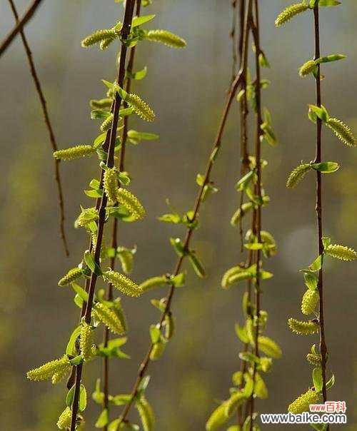 以柳树为象征的寓意与风水学 柳树
