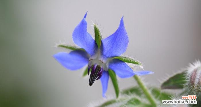追寻幸福的秘密在琉璃苣花园中 以琉璃苣之花语与寓意