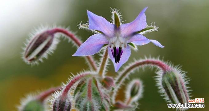 追寻幸福的秘密在琉璃苣花园中 以琉璃苣之花语与寓意