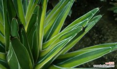 探寻龙舌兰花语的深层内涵 龙舌兰花语与寓意-唤醒内心勇气的生命之花