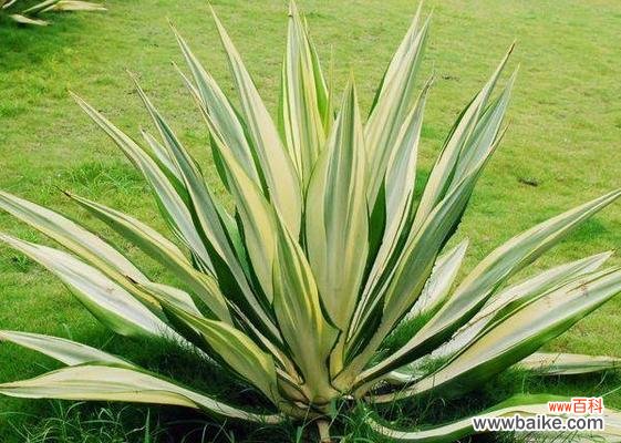 探寻龙舌兰花语的深层内涵 龙舌兰花语与寓意-唤醒内心勇气的生命之花