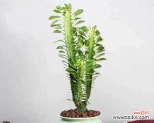 龙骨花风水的神秘力量 龙骨花风水