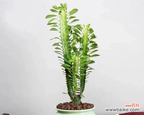 龙骨花风水的神秘力量 龙骨花风水