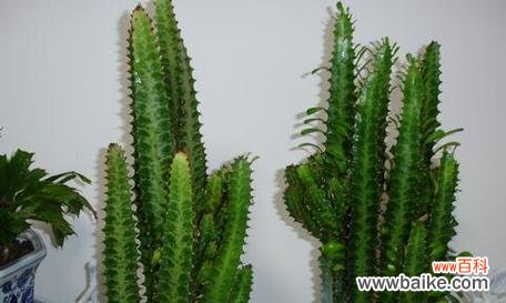 龙骨花风水的神秘力量 龙骨花风水