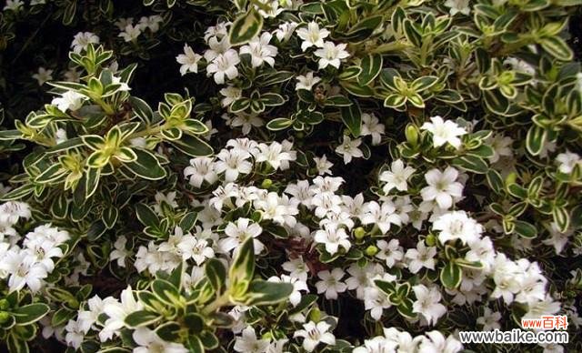 一场盛夏中的奇迹 《六月雪的花语与寓意》