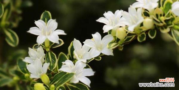 一场盛夏中的奇迹 《六月雪的花语与寓意》
