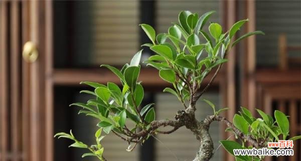 一场盛夏中的奇迹 《六月雪的花语与寓意》