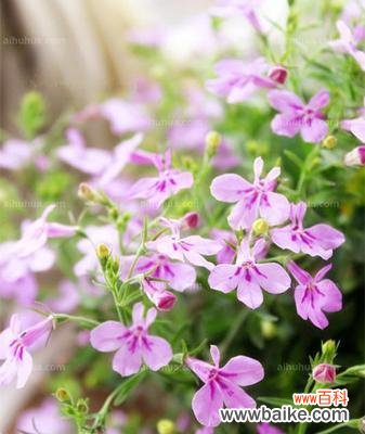 探寻六倍利花的吉祥之道 六倍利花的风水寓意和摆放位置