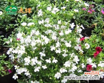 探寻六倍利花的吉祥之道 六倍利花的风水寓意和摆放位置