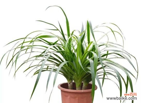 探寻龙血树的能量与禁忌 龙血树的寓意与风水摆放风水禁忌