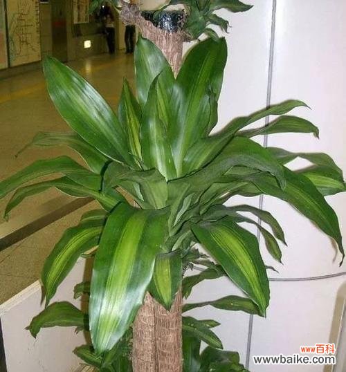 探寻龙血树的能量与禁忌 龙血树的寓意与风水摆放风水禁忌