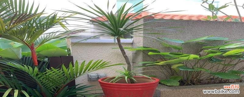 探寻龙血树的能量与禁忌 龙血树的寓意与风水摆放风水禁忌