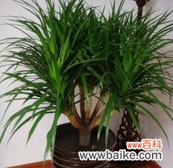 揭开龙须树的秘密与寓意 龙须树风水的神奇力量