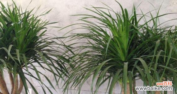 揭开龙须树的秘密与寓意 龙须树风水的神奇力量