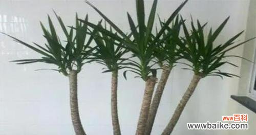 探寻龙须树的摆放位置与寓意 龙须树的寓意与风水象征