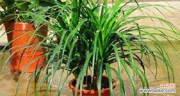 探寻龙须树的摆放位置与寓意 龙须树的寓意与风水象征