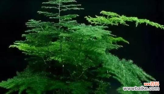 龙头竹的财运之福 龙头竹的风水寓意与摆放位置