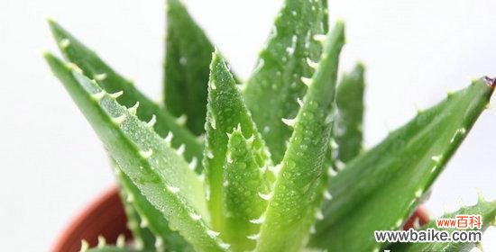 探索芦荟在居家风水中的角色与作用 芦荟在风水中的象征寓意及其应用