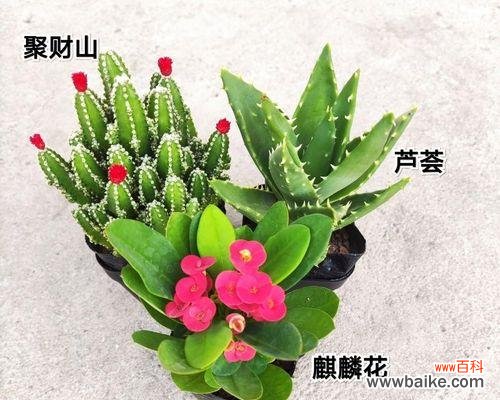 探索芦荟的象征意义与疗愈力量 芦荟