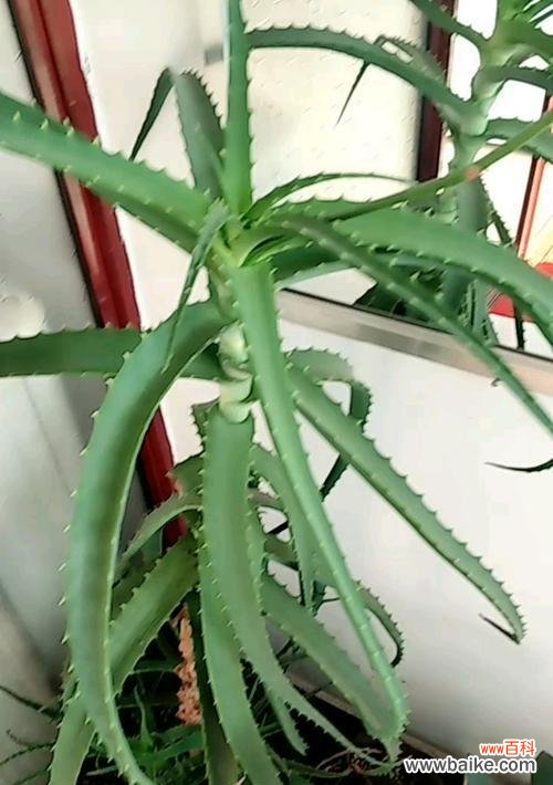 揭示龙爪开花的寓意及对人生的启示 以龙爪开花