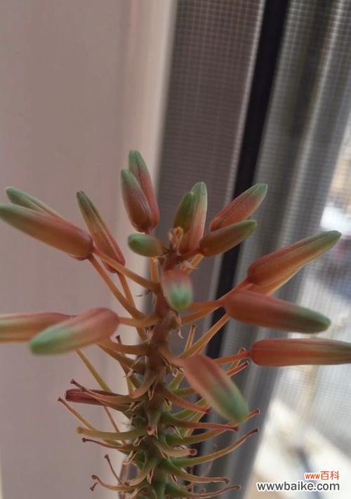 揭示龙爪开花的寓意及对人生的启示 以龙爪开花