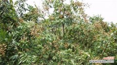 揭秘龙眼树的神奇力量——解析风水作用与象征意义 龙眼树的风水作用与寓意