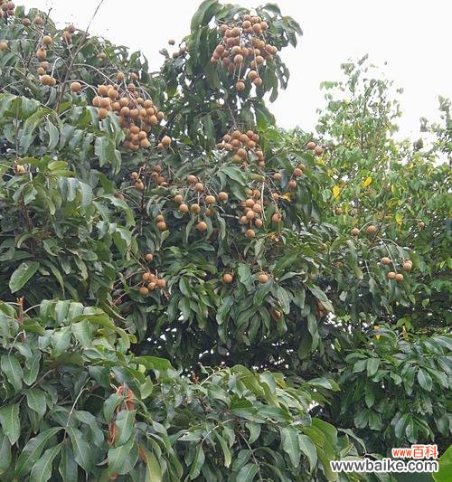 揭秘龙眼树的神奇力量——解析风水作用与象征意义 龙眼树的风水作用与寓意