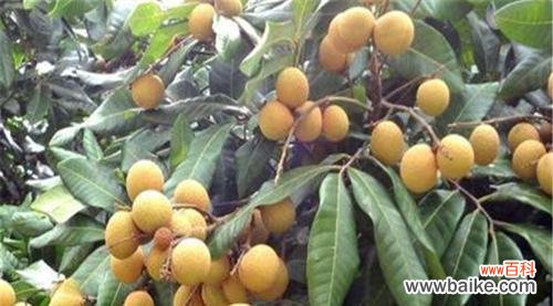 揭秘龙眼树的神奇力量——解析风水作用与象征意义 龙眼树的风水作用与寓意