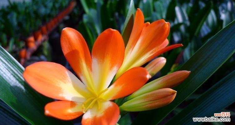 探寻君子兰花的含义与象征 长春市花君子兰的花语寓意