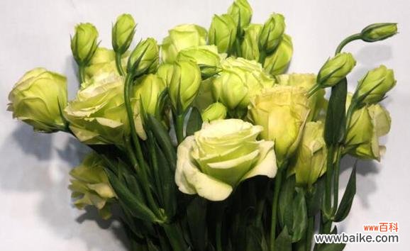 一朵绿色桔梗花代表的是什么 绿色桔梗花语的深刻寓意