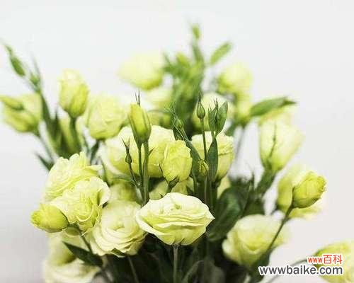 一朵绿色桔梗花代表的是什么 绿色桔梗花语的深刻寓意